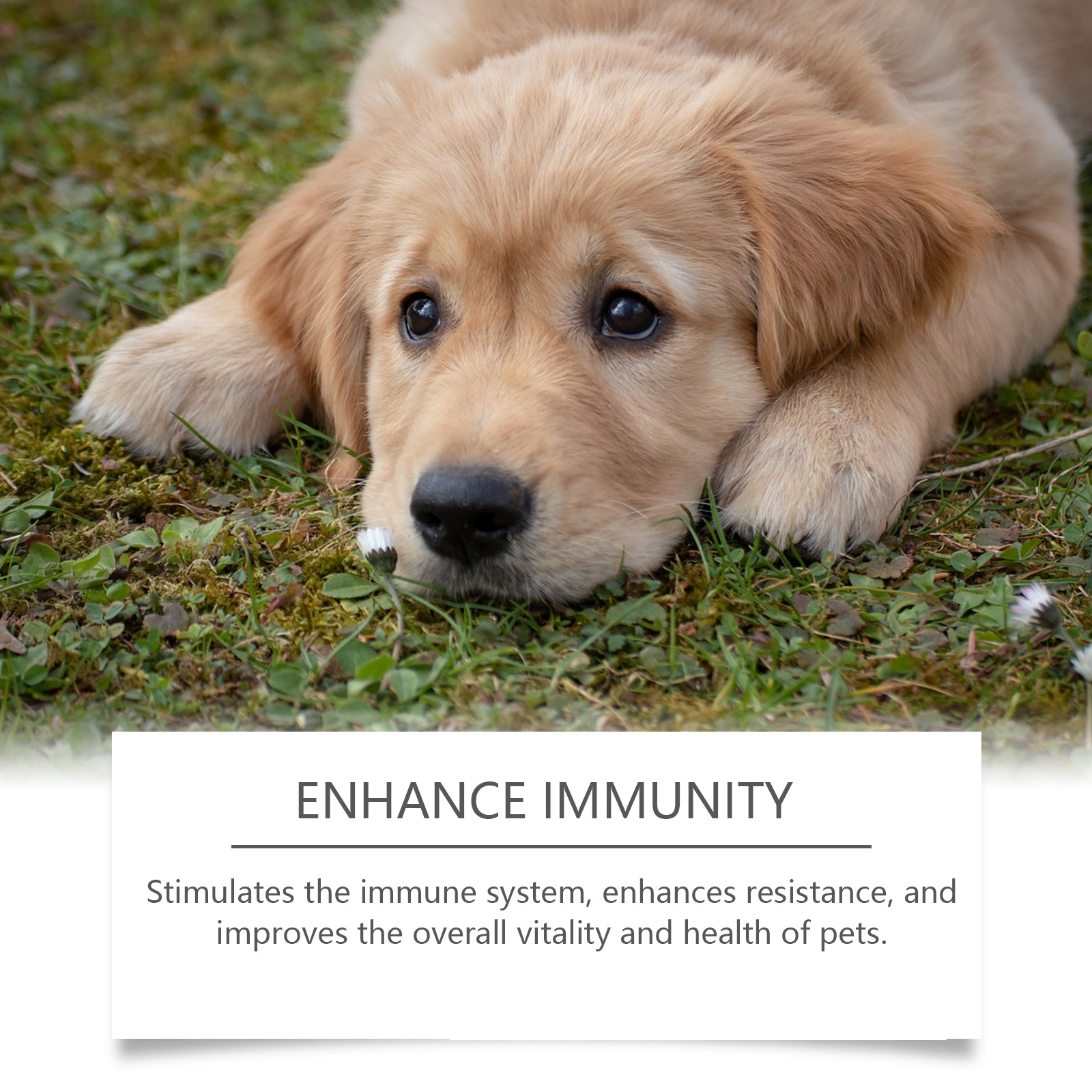 Yegbong Food Supplement For Dogs, Immune-Boosting Healthy Dietary Supplement For Dogs